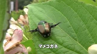 30秒の心象風景7365・強風に耐える～マメコガネ～