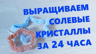 Выращиваем солевые кристаллы за 24 часа | Поделка для детей