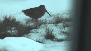 Winter Woodcock