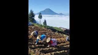 Aktivitas petani Dieng sedang memanen kentang #dieng #shorts