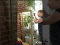 Ikea Greenhouse Cabinet