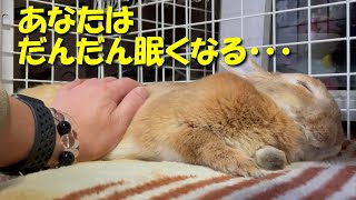 うさぎに催眠術をかけるとこうなります。　(No.570)