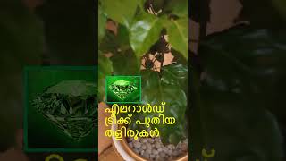 എമറാൾഡ് ട്രീക്ക് പുതിയ തളിരുകൾ