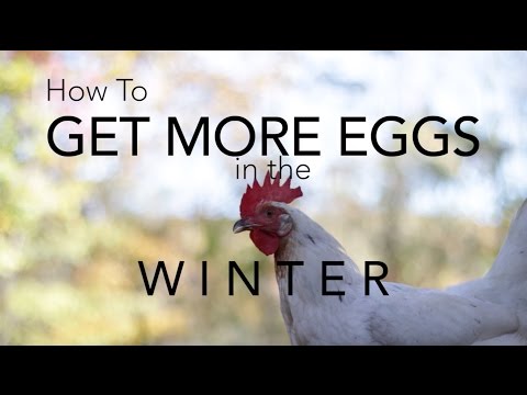 How to get chickens to lay more eggs in the winter How to get chickens to lay more eggs in the winter