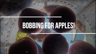 Bobbing for apples!