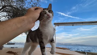 A beautiful tabby stray cat on cat island thanked me for giving her food