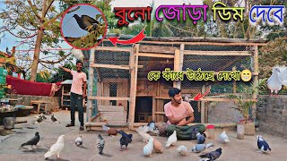 বুনো পায়রা জোড়া ডিম দেবে😲 lবাচ্চাটা অনেক বড়ো হয়ে গেছে😁#myworld #petsvlog