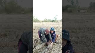 กะดึงแฮงคัก #คลิปตลกขำๆ #funny  #farming #ฝากติดตามด้วยคะ