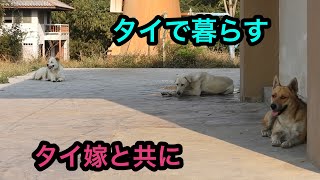 2025年2月14(金)  舞台はタイの田舎町。犬がご飯を食べてる場面が多めの日常風景です