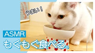 【ASMR】ねこのかわいいご飯シーンを近くで撮ろうとしたら…