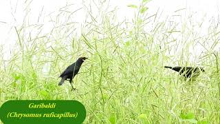 GARIBALDI na semente de Brachiaria (CHRYSOMUS RUFICAPILLUS), CHESTNUT-CAPPED BLACKBIRD, PAPA-ARROZ.