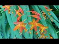 Montbretia - A visual feast of this exotic plant, with its fiery orange blooms and unique foliage