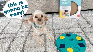 Testing My Cavapoo Puppy's Intelligence with a New Puzzle Toy