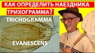 Как Проводится Определение Трихограммы Под Микроскопом? Трихограмма Эванесценс Под Микроскопом.