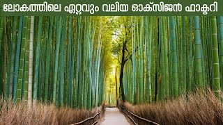 സന്തോഷമായൊരു മുളജീവിതം/മുള പ്ലാസ്റ്റിക്കിനു ബദലോ /Bamboo is an alternative to plastic#bamboo