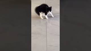 funny cat angry #shorts