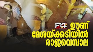 പത്തനംതിട്ട കോന്നിയിൽ വീട്ടിലെ ഊണുമേശയ്ക്കടിയിൽ രാജവെമ്പാല | KingCobra | Pathanamthitta