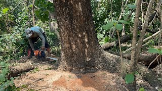 Cutting down 2 dangerous trees behind the house ‼️