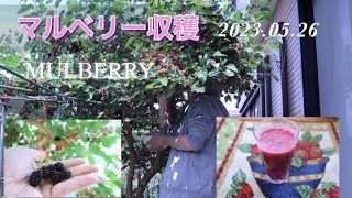 マルベリー収穫　2023.05.26 MULBERRY