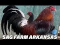 ARKANSAS Jerry Gonzalez Sag Farms Beautiful Birds Big Farm USA