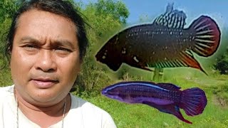 Ep.70 Betta Siamorientalis Bang khla ตะวันออกบางคล้ามาแล้ว🥰