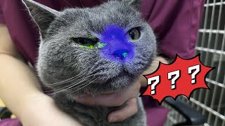 Miracle Recovery: How is Cat Survived Severe Bladder Stones and Shock#宠物 #蓝猫#catlover #bluecat #膀胱结石