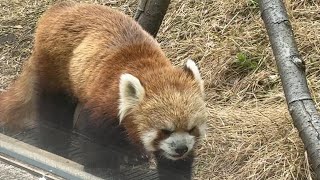 カリンお母さんとルカちゃん【未公開編】【上野動物園】レッサーパンダ