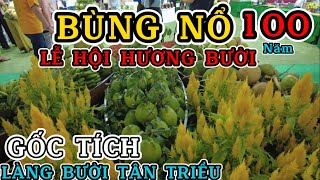 #255 Bùng nổ lễ hội hương bưởi Tân Triều bất ngờ sự ra đời làng bưởilPhuong Pham Millman Media