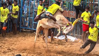 Sempon Neduchi Jallikattu 2024 Videos 02 | செம்பொன் நெருஞ்சி ஜல்லிக்கட்டு 2024 Videos 02