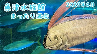 魚津水族館まったり満喫【uoｚu aquarium】2022年4月3日