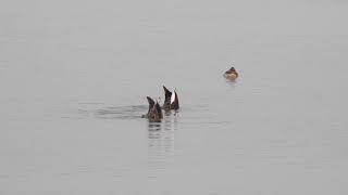 เป็ดเทาพันธุ์อินเดีย Indian Spot-billed Duck