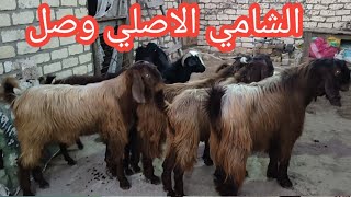 هوا ده الشغل ولا بلاش اخيرا وصلنا للشامي الاصلي والسعر حكاااايه احجام جامبو والسن صغير خالص