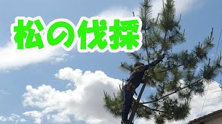 花鏡造園　松の伐採です