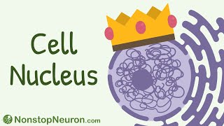 The COMMANDER of the Cell: Cell Nucleus