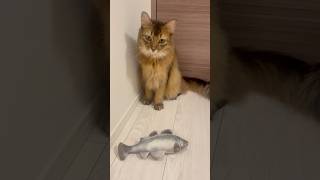 魚は飽きた #ソマリ #猫のいる暮らし #ロシアンブルー