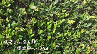 スマホdeさんぽ徳之島vol.283 瀬滝散策