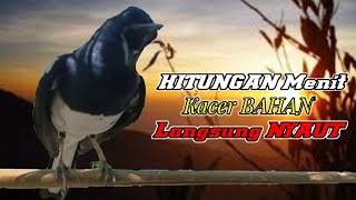 SUARA BURUNG KACER NGEPLONG iNI DIJAMIN BIKIN KACER APASAJA IKUT BUNYI LANGSUNG NYAUT GACOR !