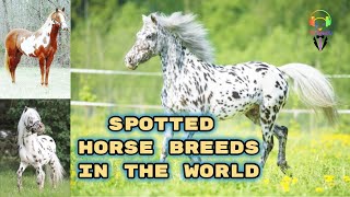 SPOTTED HORSE BREEDS IN THE WORLD