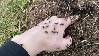 What will happen if you put your hand in anthill? [4K]