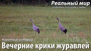 Вечерние крики журавлей. Серый журавль (Grus grus).