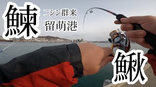 北海道 留萌港 ～2022年3月下旬 留萌港に群来現る‼ニシン爆釣モード突入中❣～ 留萌港のニシン最新釣果情報！今年初釣行の結果は…。これ何？【リターンアングラーが釣りのスキルアップを目指すVlog】