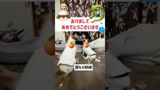 お餅になった姉妹🐶🐶ジャックラッセルテリアのひまわり＆つばき#shorts#子犬#ハンドメイド