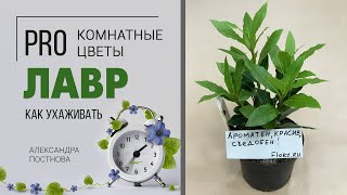 Комнатное растение Лавр благородный | Как вырастить дома лаврушку и на что обратить внимание