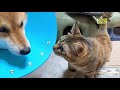 柴犬ママが帰ってきた～♡【柴犬と猫】