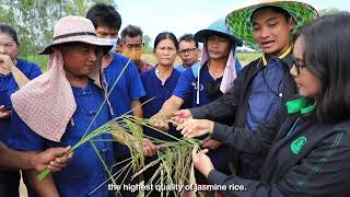 ทุ่งกุลาร้องไห้ แหล่งปลูกข้าวหอมมะลิที่ดีที่สุดในโลก (English Subtitle)