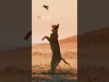 caracal snatches a bird midair with an incredible jump animals caracal wildlife