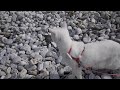 マーブルビーチを歩く猫 cat walking down the beach