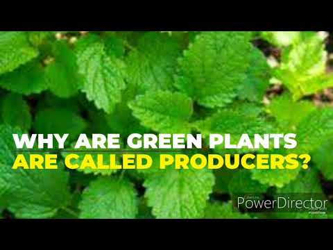 Why are green plant called producer?