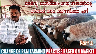 Changed Ram Fattening Style to Suit Market Conditions &  Be Profitable | Sheep Farming in Karnataka