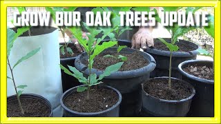 Grow Bur Oak From Seed Update